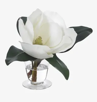 白色带香味在水杯里的玉兰花瓣实免抠