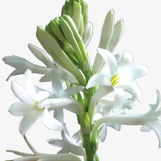 含苞待放的白色苍兰免抠