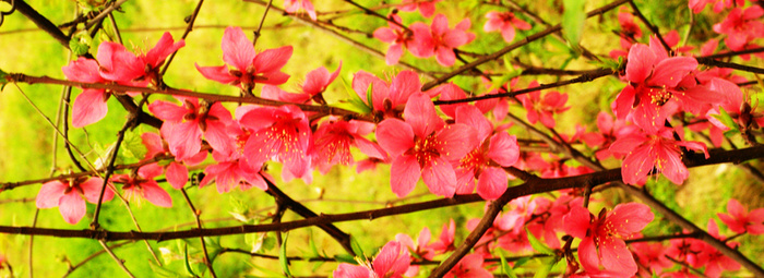 花草高清