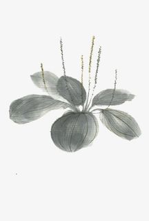 水墨荷花花草浮萍免抠