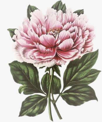 卡通花素描花剪影 卡通唯美牡丹免抠