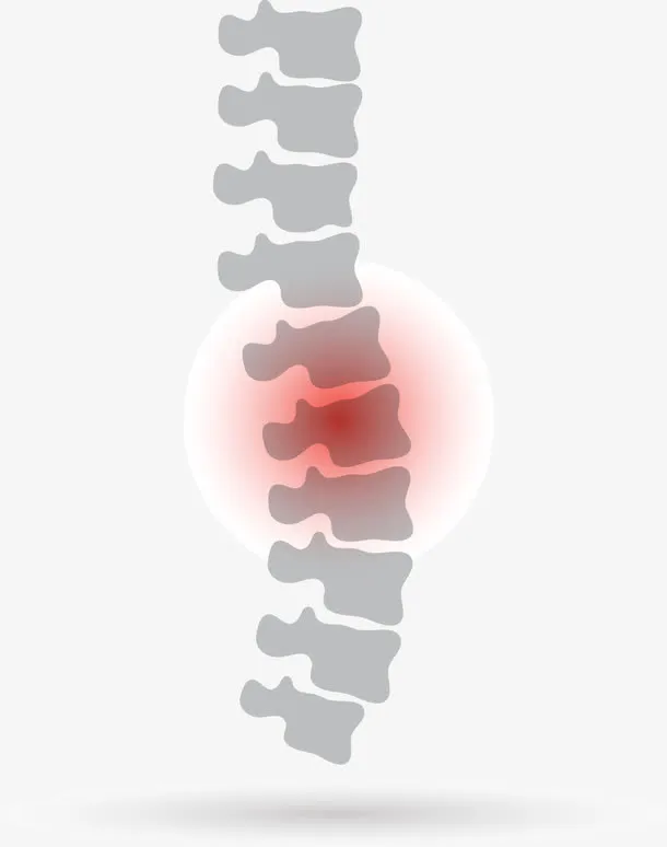 脊椎矢量图免抠