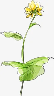 卡通手绘黄色向日葵免抠 卡通手绘黄色向日葵免抠