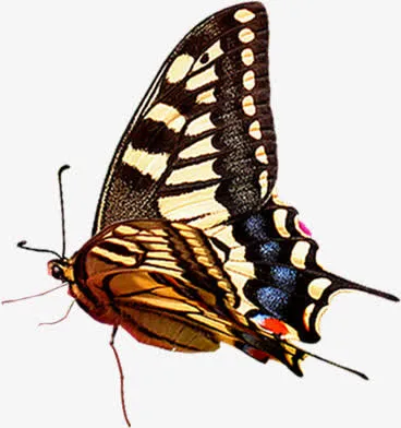 彩色蝴蝶七夕情人节免抠