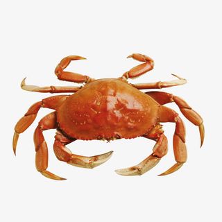 海鲜 海洋生物 水产免抠