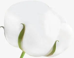 棉花  白色  卫生巾免抠