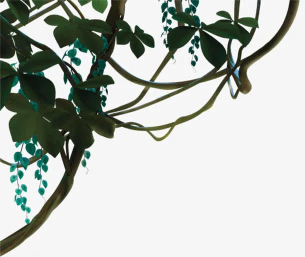 藤蔓 绿叶 png素材免抠