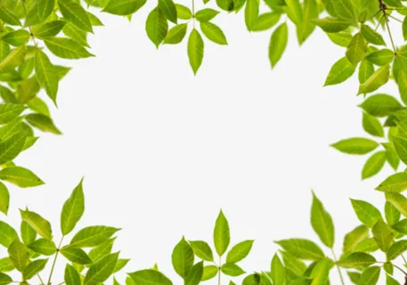 春天绿叶树叶包围免抠 春天绿叶树叶包围免抠