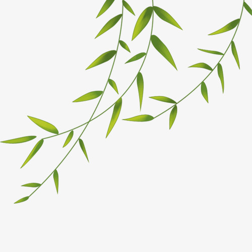 绿色清新装饰柳叶设计图免抠