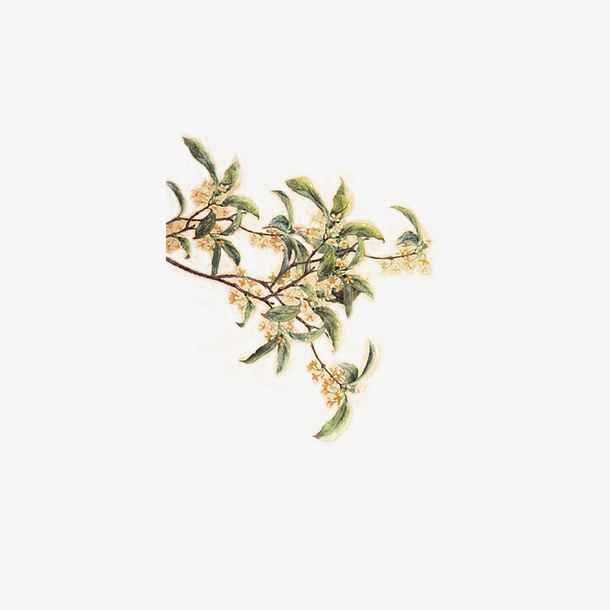 花桂花八月桂花花免抠