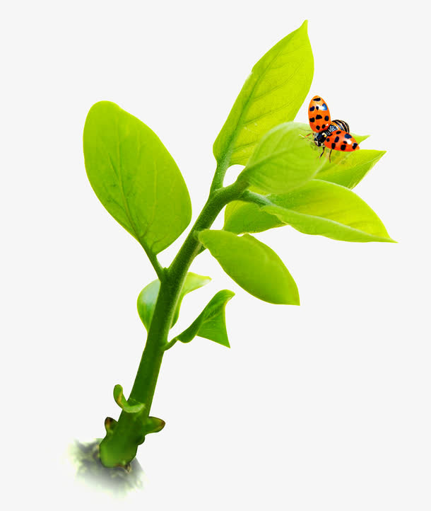 一棵绿色植株免抠