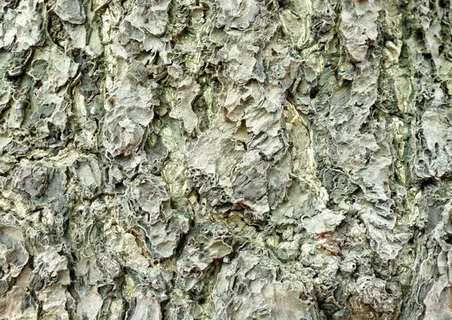 树皮免抠 树皮免抠