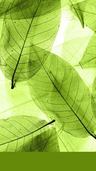 H5背景树叶高清