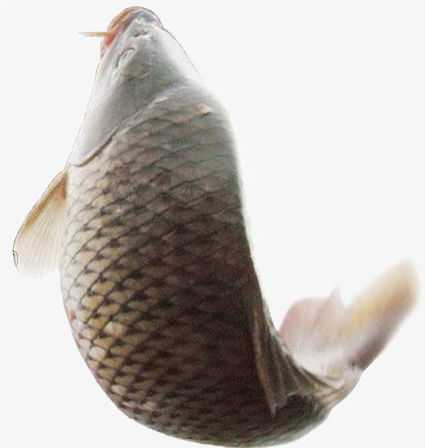 鲤鱼跃龙门免抠