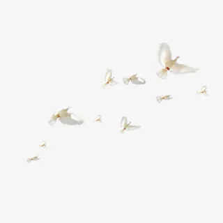 白鸽群免抠