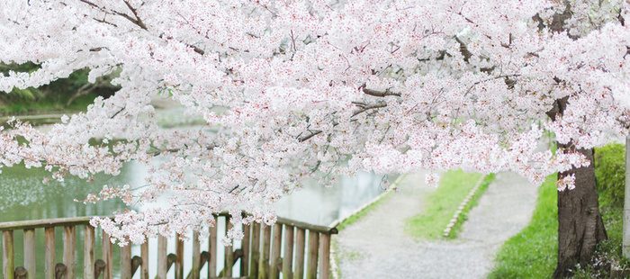 日系樱花淘宝女装背景高清