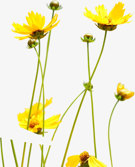 黄色清新草地花朵免抠