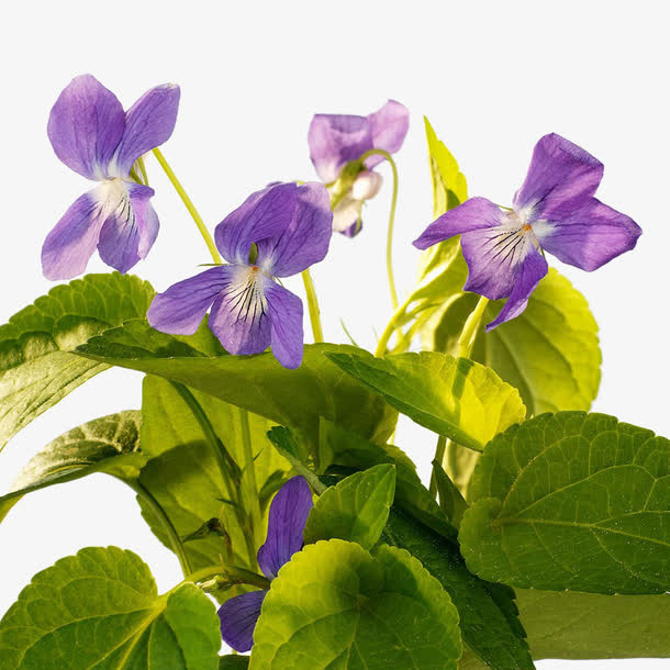 紫罗兰高清图片素材免抠