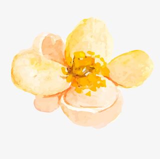 春天花朵手绘水彩花朵设计素材免抠