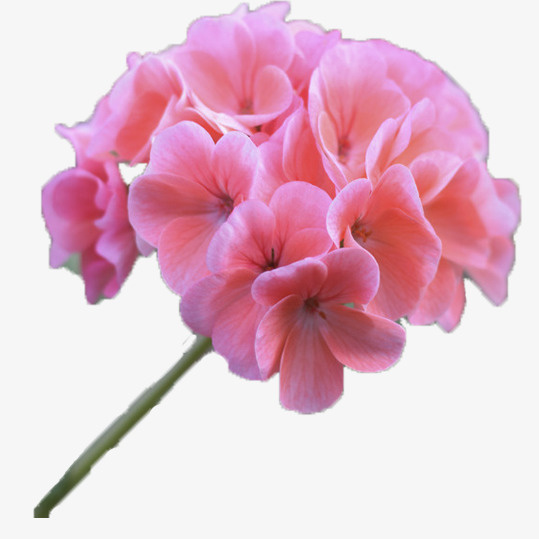单枝粉色绣球花免抠