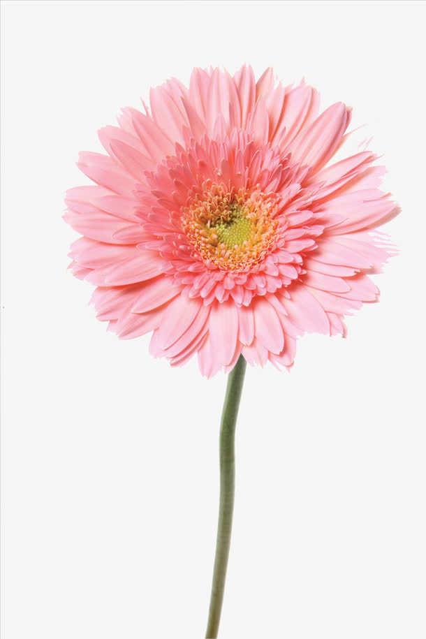 粉红色清新花瓣装饰图案免抠