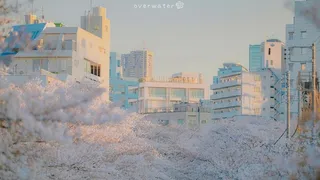 夕阳余晖落满樱花教学楼高清