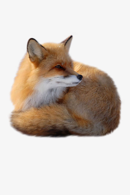 高清狐狸png免扣背景素材