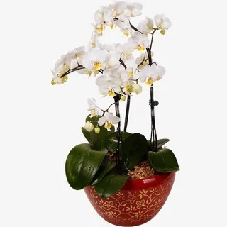 白色蝴蝶兰盆景免抠