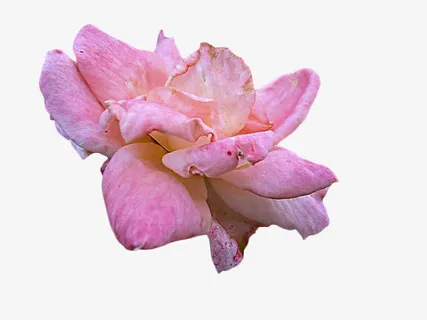 凋谢的粉色月季花免抠