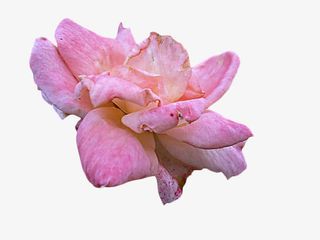 凋谢的粉色月季花免抠