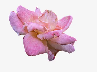 凋谢的粉色月季花免抠