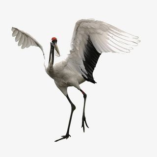 中国风之仙鹤免抠