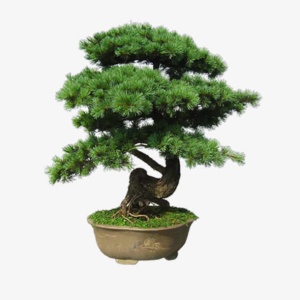 盆栽免抠