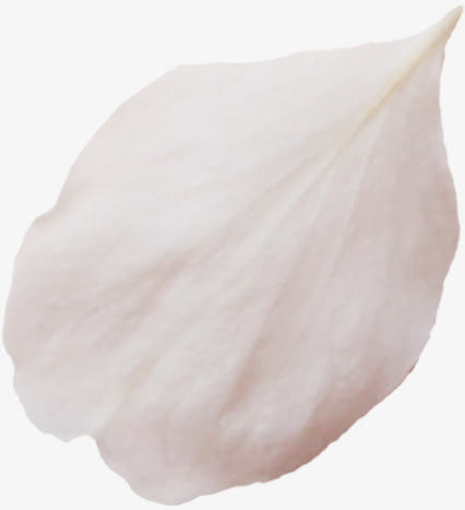 花瓣免抠