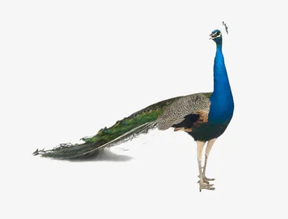 免抠素材孔雀图片免抠