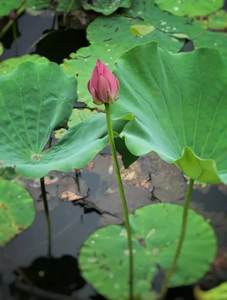 含苞待放的荷花一高清