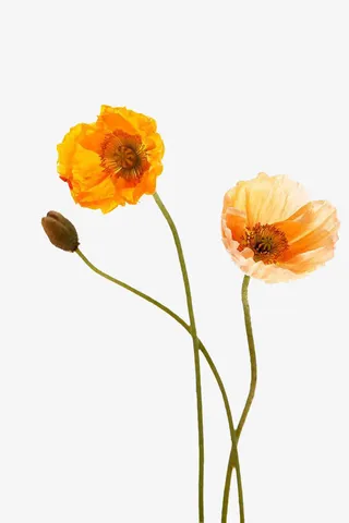 两枝文艺雏菊免抠