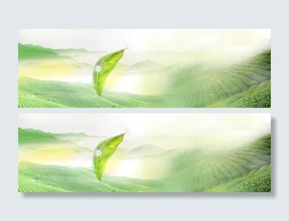 春茶、茶叶广告Banner高清