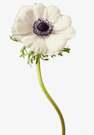 鲜艳的花朵免抠