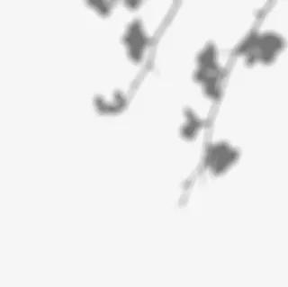 投影阴影 树叶影子 素材 贴图 光线投射免抠