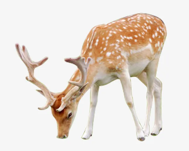梅花鹿素材免抠免抠