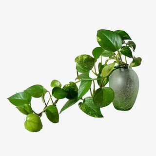 花瓶里的绿萝花免抠