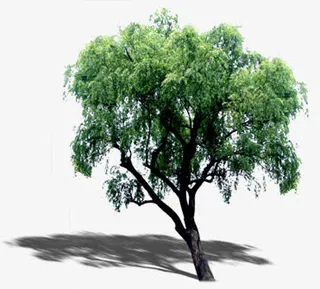 春天清新垂柳大树免抠
