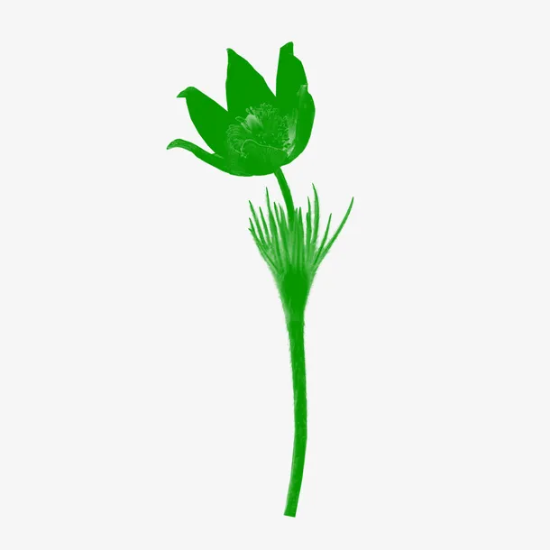 花，花瓣，花朵64免抠