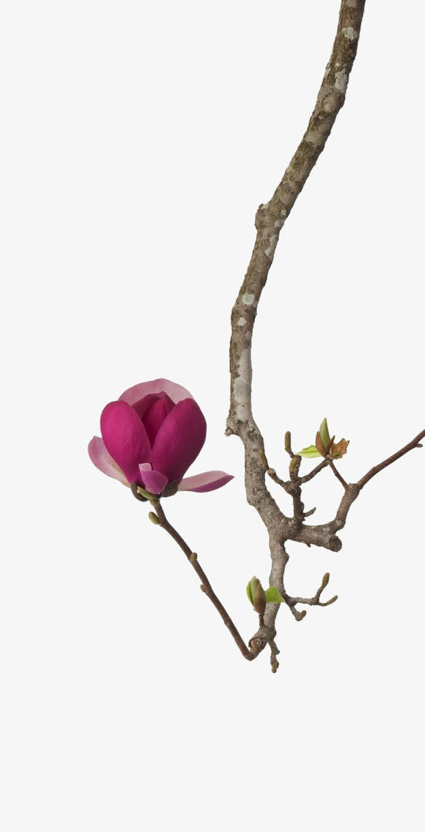 红色花朵树枝植物免抠