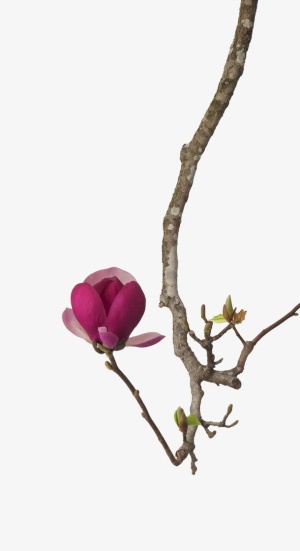 红色花朵树枝植物免抠