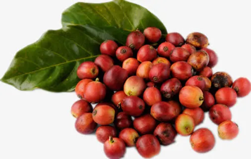 景色的咖啡豆免抠