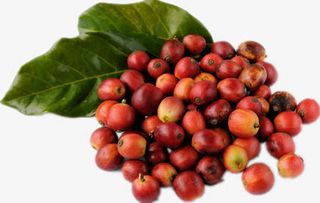 景色的咖啡豆免抠