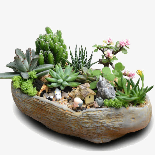 多肉植物组合盆栽免抠装饰植物元素