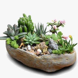 多肉植物组合盆栽免抠装饰植物元素